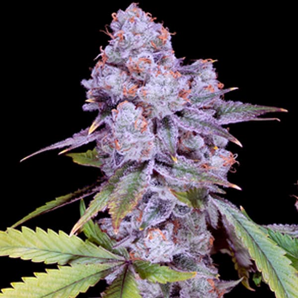 Chimera #3 semilla > Sacred Terp | Semillas feminizadas  |  Índica